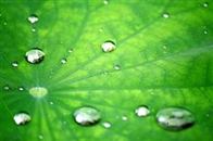 The hydrophobic properties of the lotus leaf have been mimicked and are available in DIY, after-market applications for glass. Learn the advantages today!